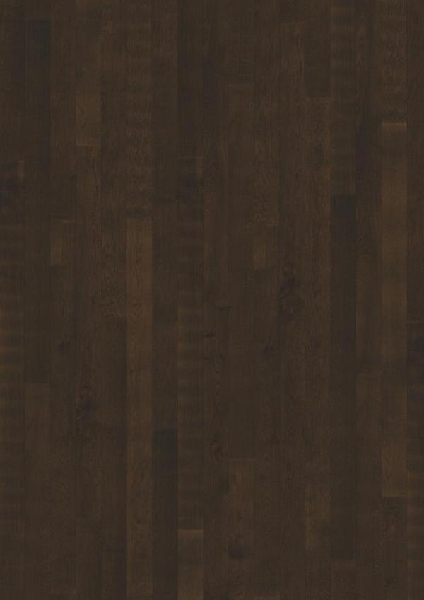 CANVAS COLLECTION – Oak Curio
